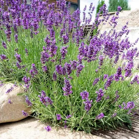 アパート Pleiades - Summertime Stars Afión